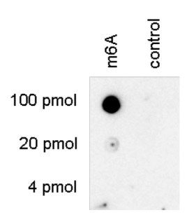 Dot blot using anti-m6A antibodies